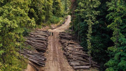 NEMA KO DA SEČE ŠUME U VRŠCU: Zbog nedostatka radnika, šumska uprava odustala od prodaje ogrev na metar