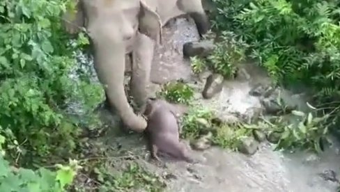 POTRESNO: Slonica 2 km nosila mrtvo slonče - majka ne odustaje, vidite kako je uzaludno probala da ga oživi (VIDEO)