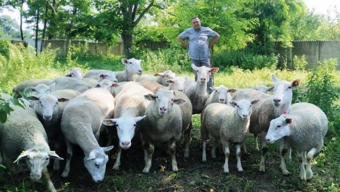ENGLESKINJE PUNE TOROVE I NOVČANIKE: Goran Milojević iz Drenovca kod Paraćina ponosan na stado britanskih ovaca