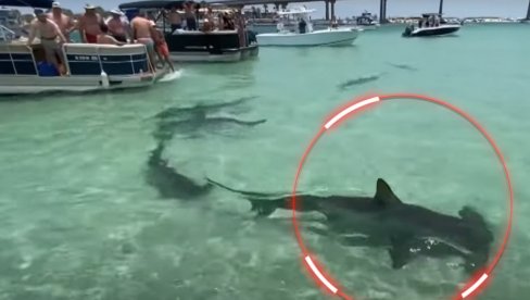 ОПШТА ПАНИКА: Јато ајкула допливало у плићак (ВИДЕО)