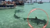 ОПШТА ПАНИКА: Јато ајкула допливало у плићак (ВИДЕО)