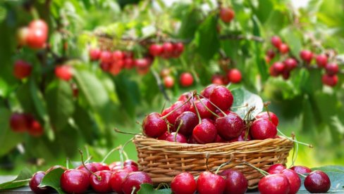 КО ИМА ПЛАТИЋЕ, КО НЕМА ГЛЕДАЋЕ: Цена трешања обара све рекорде, на тезгама расправа сваки дан