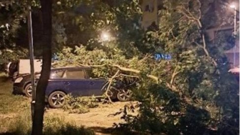 НЕВРЕМЕ НАПРАВИЛО ХАОС У НОВОМ САДУ: Дрво пало на паркиране аутомобиле (ФОТО)