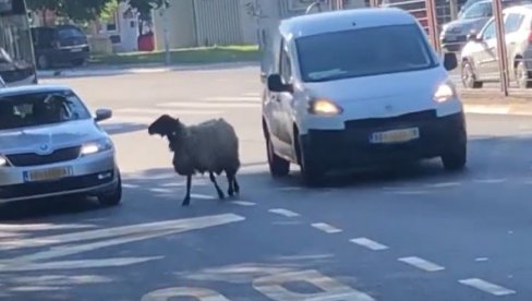 MOŽDA TRAŽI FRIZERSKI SALON: Beograđani iznenađeni novim učesnikom u saobraćaju, ovca prošetala ulicama Konjarnika (VIDEO)