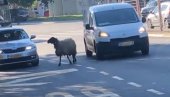 МОЖДА ТРАЖИ ФРИЗЕРСКИ САЛОН: Београђани изненађени новим учесником у саобраћају, овца прошетала улицама Коњарника (ВИДЕО)