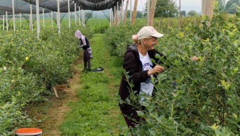BERAČI VOĆA SAD IMAJU MENADŽERE: Zarade 1.500 dinara po čoveku dnevno