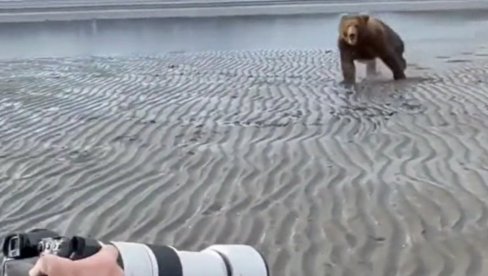 ДРАМА: Медвед се залетео на фотографа - о његовој реакцији се прича (ВИДЕО)