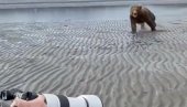 DRAMA: Medved se zaleteo na fotografa - o njegovoj reakciji se priča (VIDEO)