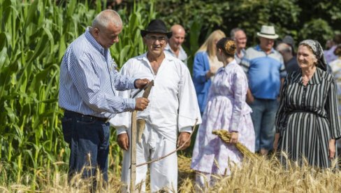 СУБОТИЦА: Градоначелник Бакић присуствовао традиционалном кошењу жита – рису