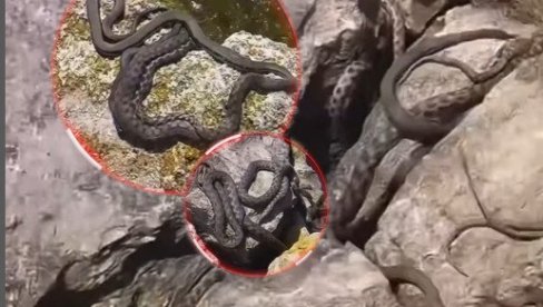 NA OBALI JADRANA: Turista naleteo na leglo zmija koje skaču - ima ih mnoštvo, snimak je jeziv (VIDEO)