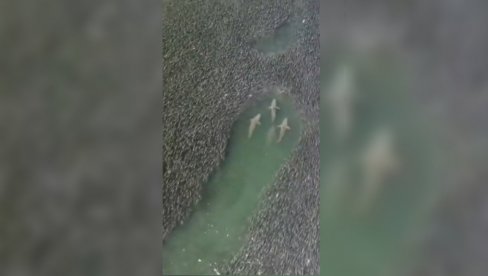 SNIMAK IZ NJUJORKA KOJI ODUZIMA DAH: Ajkule plivaju kroz jato riba (VIDEO)