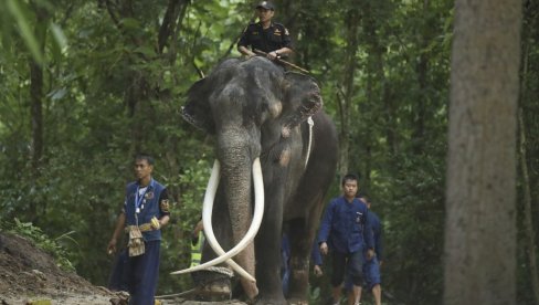 ДИПЛОМАТСКИ СПОР ЗБОГ СЛОНА: После наводног злостављања, света животиња се вратила на Тајланд