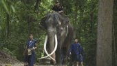 ДИПЛОМАТСКИ СПОР ЗБОГ СЛОНА: После наводног злостављања, света животиња се вратила на Тајланд