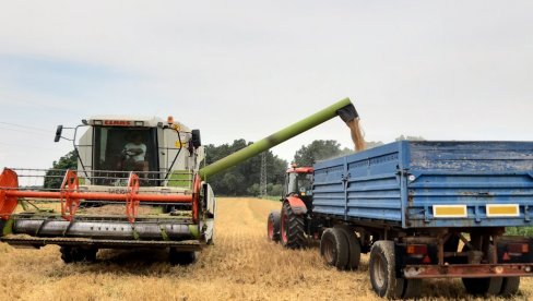 ОТКОСИ ПУНИ ГОРЧИНЕ: На семберским пољима овог викенда почела жетва овогодишњег рода пшенице