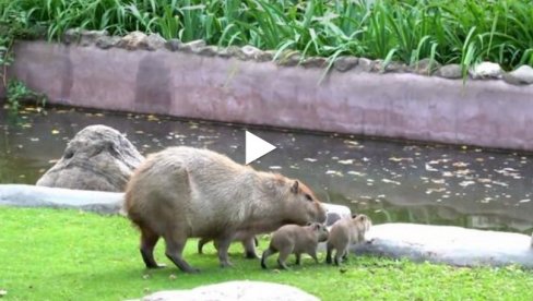 PRINOVA U MOSKOVSKOM ZOOLOŠKOM VRTU: Upoznajte mladunce kapibare