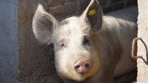 I SELO SAKULE ZARAŽENO AFRIČKOM KUGOM: Smrtonosna zaraza svinja opasno se širi južnim Banatom