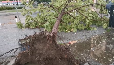 VETAR ČUPAO DRVEĆE IZ KORENA: Olujno nevreme ostavilo posledice u Kruševcu (FOTO/VIDEO)