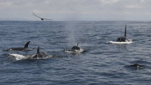 ОРКЕ У ВОДАМА ЈУЖНЕ КАЛИФОРНИЈЕ: Научници запањени призором китова убица