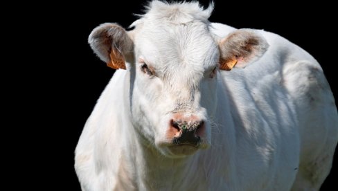 ВРЕДИ БАШ СВАКУ ПАРУ: Продата најскупља крава на свету - за више од четири милиона долара (ВИДЕО)