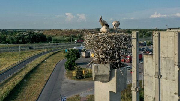 ДУГОНОГЕ ЛЕПОТИЦЕ СВИЛЕ ЧАК 52 ГНЕЗДА: У близини ауто-пута код Новог Сада формирана велика колонија белих рода на стубовима једног објекта