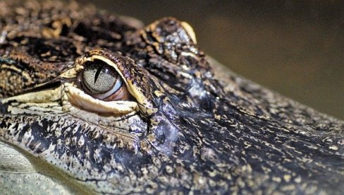 ОПШТА ПАНИКА ПОСЛЕ КЛИЗИШТА: Преко 70 крокодила побегло са фарме, грађани закључани у кућама