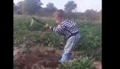 OJ ĐEVOJKO MILIJANA... Dečak okopava krompir uz staru crnogorsku pesmu (VIDEO)