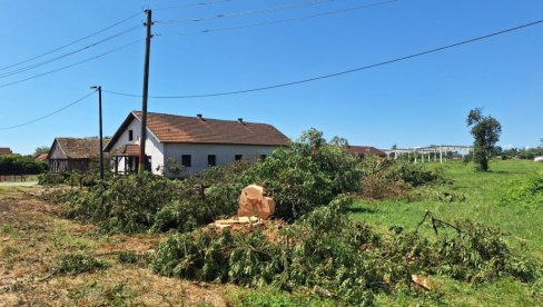 ПОСЕЧЕН ЈАСЕНКО - СИМБОЛ МЕСТА: Становници села Међаши код Бијељине погођени нестанком омиљеног дрвета