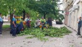 ПУКЛА СЛЕЗИНА НАКОН ПАДА ЗБОГ ОЛУЈЕ: Невреме у Вршцу - Повређени грађанин на ВМА, за сат оборено више стабала