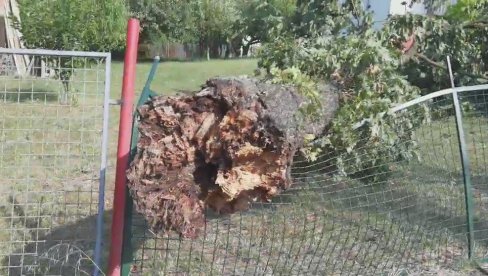 OLUJA IŠČUPALA DRVO U VRČINU: Vetar oborio stablo, potpuno razbilo ogradu kuće (VIDEO)