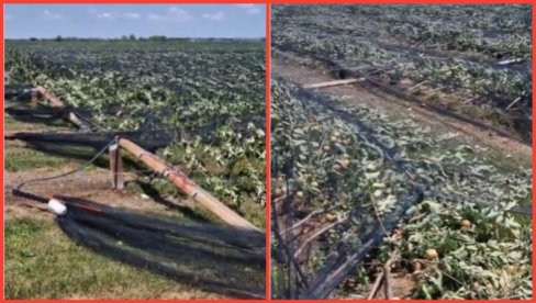 KAKVA JE OVO TUGA: Superćelijska oluja uništila 20 hektara jabuke u Bačincima - ništa nije ostalo (VIDEO)
