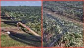 KAKVA JE OVO TUGA: Superćelijska oluja uništila 20 hektara jabuke u Bačincima - ništa nije ostalo (VIDEO)