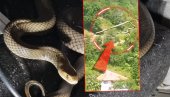 СНИМАК ИЗ БОСНЕ - ЗА НЕВЕРИЦУ: Видете где се змија попела и како се креће (ВИДЕО)