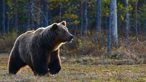 TRAGEDIJA U NACIONALNOM PARKU: Žena stradala od grizli medveda