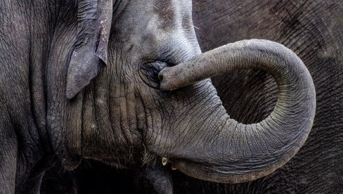 POGLEDAJTE: Pikaso u svetu slonova (VIDEO)