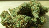 UHAPŠEN ZBOG DROGE: Negotincu policija pronašla više paketića sa marihuanom