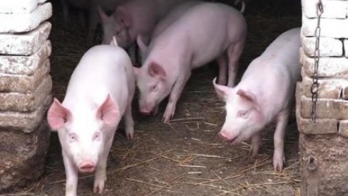 ZBOG AFRIČKE KUGE: Klanje svinja u ovim mestima samo za sopstvene potrebe uz dozvolu veterinara