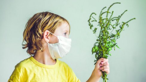 ZA DVE NEDELJE VAZDUH ĆE BITI  PUN AMBROZIJE: Važno upozorenje za sve koji imaju alergije - počnite sa terapijama na vreme