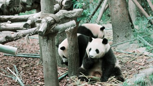 NAJNOVIJA STUDIJA: DŽinovske pande prvi put koristile predmete kao alat