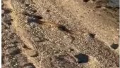 VELIKA ZMIJA IZAŠLA IZ MORA: Danima ne mogu da je uhvate - panika na plaži na Eviji (VIDEO)