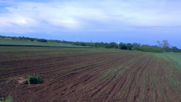 ЈАВНИ ПОЗИВ У ВЕЛИКОМ ГРАДИШТУ: Општина даје пољопривредно земљиште на коришћење - беспатно