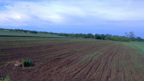 JAVNI POZIV U VELIKOM GRADIŠTU: Opština daje poljoprivredno zemljište na korišćenje - bespatno
