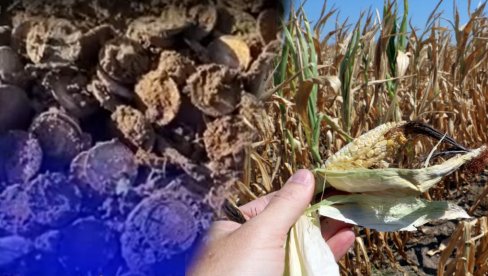ВРЕДЕ МИЛИОНЕ: Копао кукуруз и нашао 800 златника (ВИДЕО)
