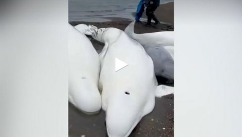 AKCIJA SPASAVANJA BELUGA KITOVA: Pet kitova nasukalo se u ruskom regionu Kamčatski (VIDEO)