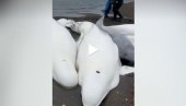 АКЦИЈА СПАСАВАЊА БЕЛУГА КИТОВА: Пет китова насукало се у руском региону Камчатски (ВИДЕО)