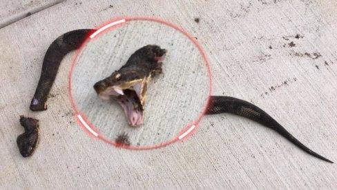 Знате ли зашто је опасно да одсечете змији главу?