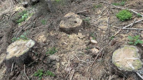 НЕКА СУ БИЛА СТАРА И 50 ГОДИНА: Нелегална сеча стабала у Националном парку Дурмитор (ФОТО)