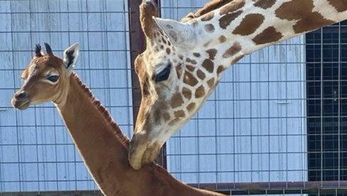 ЈЕДИНА НА СВЕТУ: Жирафа рођена без пега - у току гласање за избор њеног имена (ФОТО)