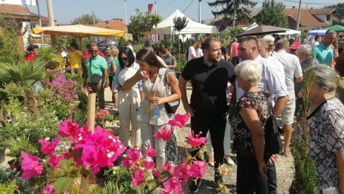 U OVOM SELU SE PROIZVODI ČAK 60 POSTO UKRASNIH SADNICA U SRBIJI: Postali su lideri i u izvozu najlepšeg cveća za balkone i bašte(FOTO)