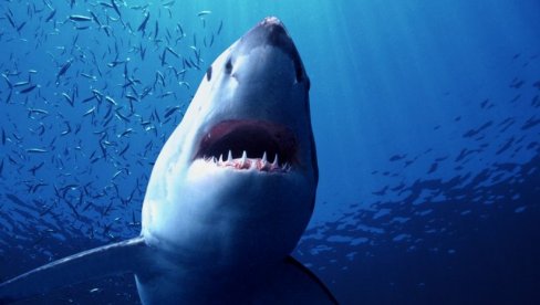 МОРСКА НЕМАН НАСРНУЛА НА ДЕВОЈКУ: Напад ајкуле у заливу Акаба