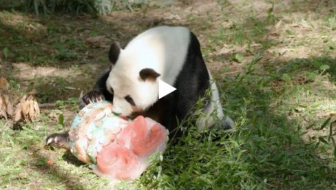 KADA PANDA SLAVI: Ogromna panda Tian Tian slavi 26. rođendan sa tortom u vašingtonskom zoološkom vrtu (VIDEO)